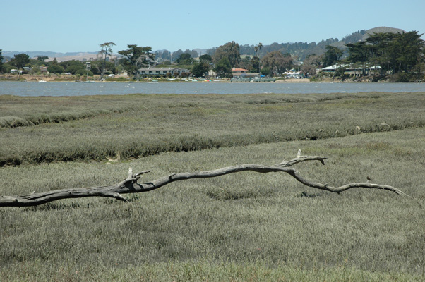 Morro Bay 032.JPG
